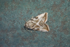 Eucarta virgo