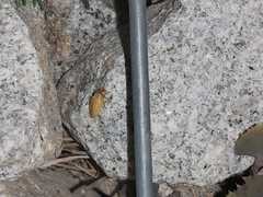 Lamprohiza mulsantii