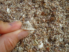 Crucibulum concameratum