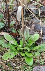 Arabis sagittata borealis