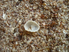 Crucibulum concameratum