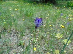 Muscari comosum