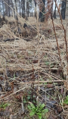 Arabis sagittata borealis