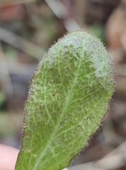 Arabis sagittata borealis