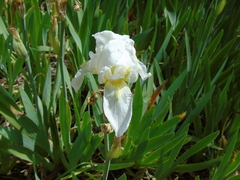 Iris albicans