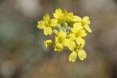 Aurinia sinuata