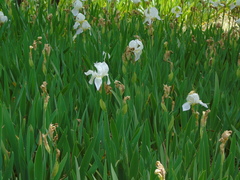 Iris albicans