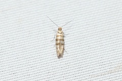 Argyresthia quadristrigella