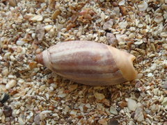 Agaronia testacea