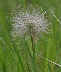 Pulsatilla montana