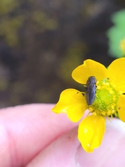 Buprestinae