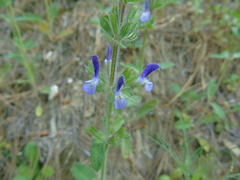 Salvia viridis