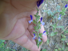 Salvia viridis
