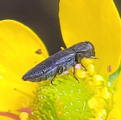 Buprestinae
