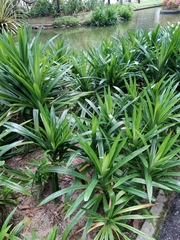 Pandanus amaryllifolius