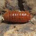 Common Pill Woodlouse - Photo (c) Cristina Carvalho, some rights reserved (CC BY-NC), uploaded by Cristina Carvalho