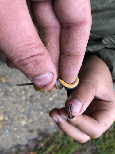 Oaxacan Graceful Brown Snake