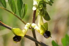 Vicia melanops