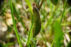 Vicia melanops