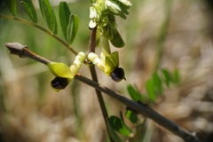 Vicia melanops