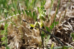 Vicia melanops