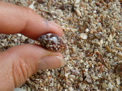 Columbella fuscata