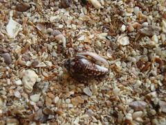 Columbella fuscata