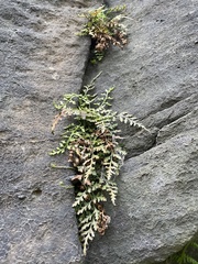 Asplenium montanum image