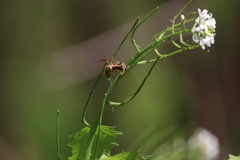 Polistes dominula
