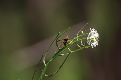 Polistes dominula
