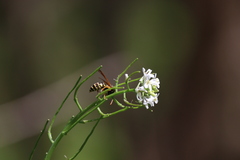 Polistes dominula