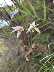 Bletilla formosana
