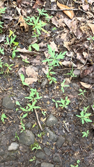 Floerkea proserpinacoides