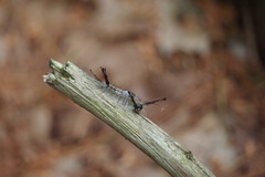 Dasychira dorsipennata