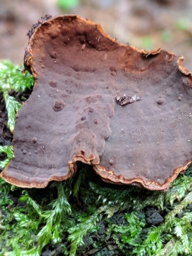 Oak Curtain Crust Fungus