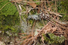 Dasychira dorsipennata