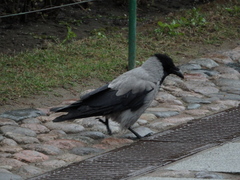 Corvus cornix