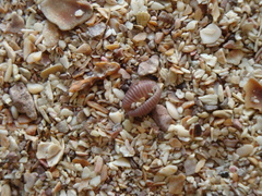 Pseudopusula sanguinea