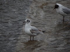 Chroicocephalus ridibundus