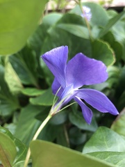 Vinca major major