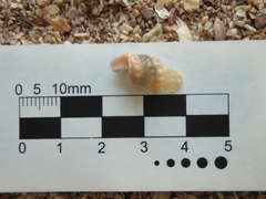 Terebrinae