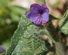 Echium vulgare pustulatum