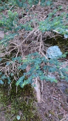 Adenocarpus foliolosus