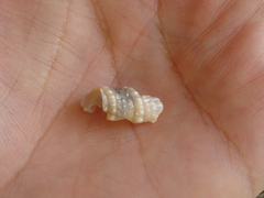 Terebrinae
