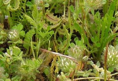 Trifolium cherleri