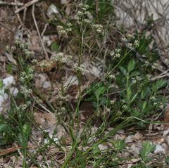 Trinia glauca
