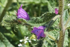 Echium vulgare pustulatum