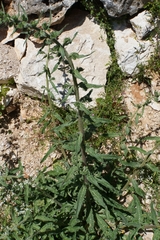 Echium vulgare pustulatum