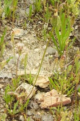 Leontodon longirostris