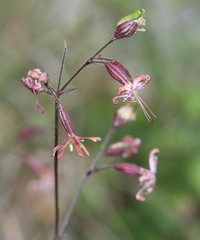 Silene nutans